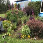Jane Wiebe appreciating the part of her freshened up garden that she views from the kitchen window on Aug. 10, 2018, in Homer, Alaska. (Photo by Rosemary Fitzpatrick)