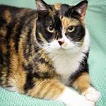 Pet of the Week: Thelma