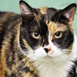Pet of the Week: Thelma