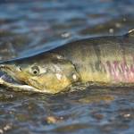 A spawning chum salmon looks to return to the waters of Salmon Creek on Tuesday, July 24, 2018. (Michael Penn | Juneau Empire)