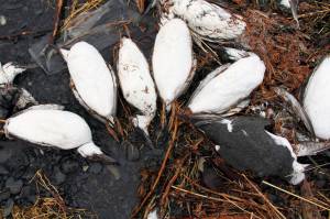 Seabird die-offs may be connected to warming ocean