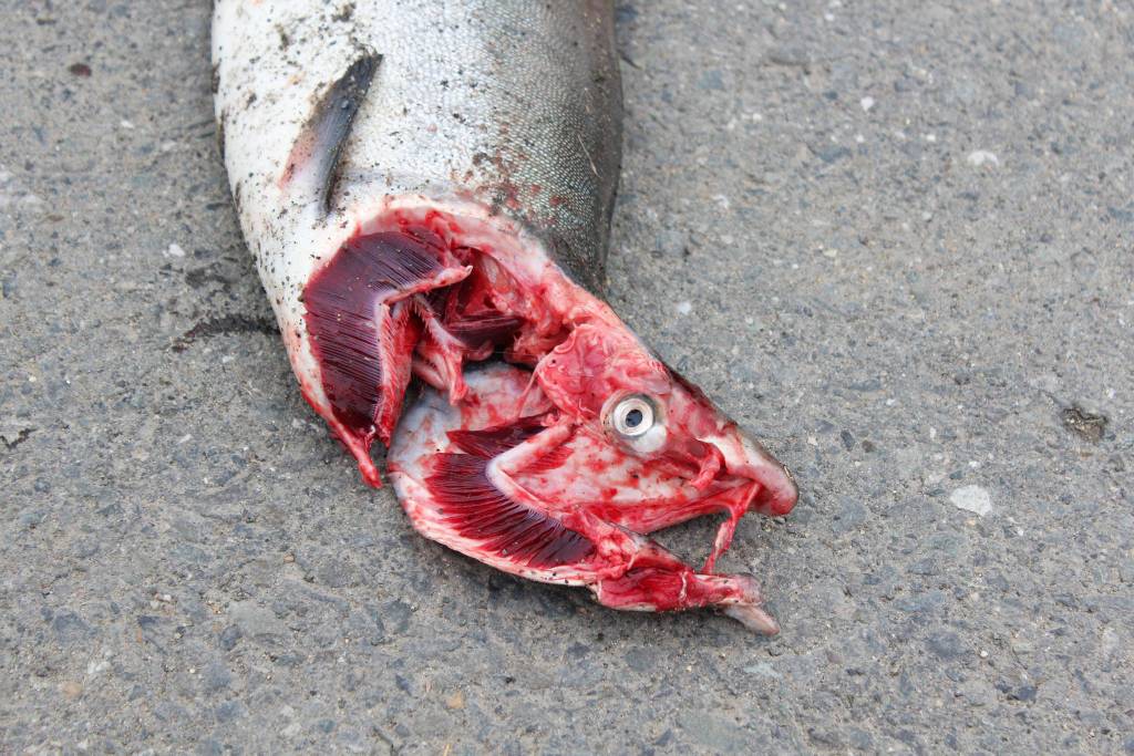 A salmon lies on the ground after being thrown in the fish toss, an event held during the annual Kenai Peninsula Fair, on Saturday, Aug. 18, 2018 at the Kenai Peninsula Fairgrounds in Ninilchik, Alaska. After a few tosses, which are accomplished by gripping the fish behind its gills, the fish begin to come apart. (Photo by Megan Pacer/Homer News)