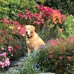 Kachemak Gardener: Jade the Dog inspires garden innovations