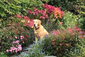 Kachemak Gardener: Jade the Dog inspires garden innovations
