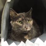 Pet of the Week: Aurora