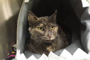 Pet of the Week: Aurora