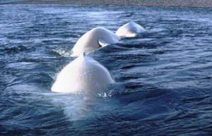 This photo from the Alaska Department of Fish and Game shows beluga whales arching their backs through the surface of the water. Of Alaskas five distinct beluga whale populations, only Cook Inlets is listed as endangered. (Courtesy the Alaska Department of Fish and Game)