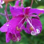 Christina Whitings Bend Not Break, an exhibit of writing and photography, opens Sept. 7, 2018, at Fireweed Gallery in Homer, Alaska. (Photo provided)