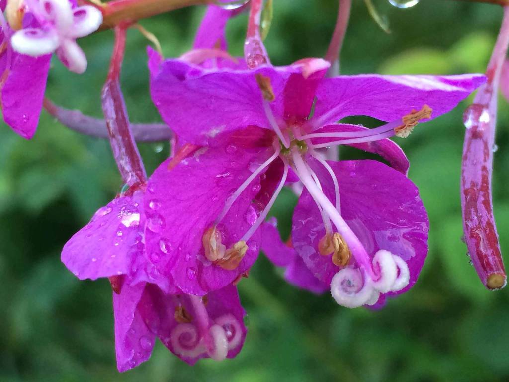Christina Whitings Bend Not Break, an exhibit of writing and photography, opens Sept. 7, 2018, at Fireweed Gallery in Homer, Alaska. (Photo provided)