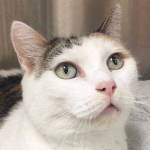 Pet of the Week: Aurora