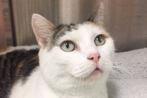 Pet of the Week: Aurora