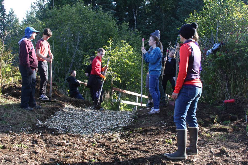 Community volunteer Lynn Maslow (far left) and Homer Middle School teacher Darcy Mueller (far right) oversee the eighth grade students as they clear the entrance to the eastern loop bridge at Area 11 on the trail during the restoration event on Wednesday, Sept. 12, 2018, in Homer, Alaska. (Photo by Delcenia Cosman)