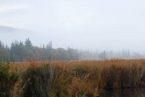 Trees along Beluga Lake disappear into fog on Wednesday, Sept. 19, 2018 in Homer, Alaska. Much of Homer and the surrounding area was enveloped in a quiet blanket of fog that morning as fall made its presence known. (Photo by Megan Pacer/Homer News)