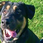 Pet of the Week: Jonesy