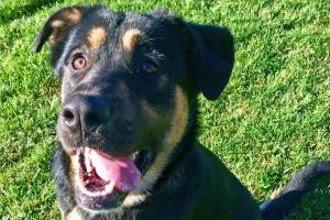 Pet of the Week: Jonesy