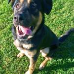 Pet of the Week: Jonesy