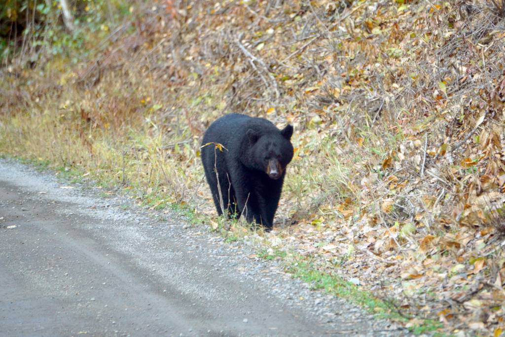 A black bear crosses the Skilak Lake Road in the Kenai National Wildlife Refuge on Sunday, Sept. 30, 2018, near Sterling, Alaska. (Photo by Michael Armstrong/Homer News)                                A black bear crosses the Skilak Lake Road in the Kenai National Wildlife Refuge on Sunday, Sept. 30, 2018, near Sterling, Alaska. (Photo by Michael Armstrong/Homer News)