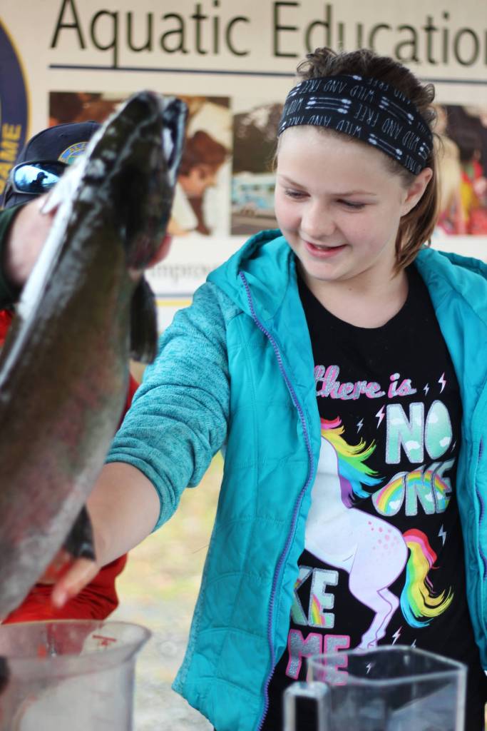 Fireweed Academy student Evelyn Sherwood, 10, helps empty the eggs from the belly of a female salmon during an egg take trip to the Anchor River on Thursday, Oct. 4, 2018 in Anchor Point, Alaska. (Photo by Megan Pacer/Homer News)