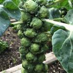 Kachemak Gardener: It’s been a fall to remember