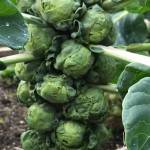 Jade Cross Brussels sprouts at their peak of perfection. (Photo by Rosemary Fitzpatrick)