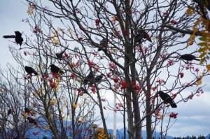 Crows feed on mountain ash berries along Lake Street on Tuesday afternoon, Oct. 9, 2018, in Homer, Alaska. (Photo by Michael Armstrong/Homer News)