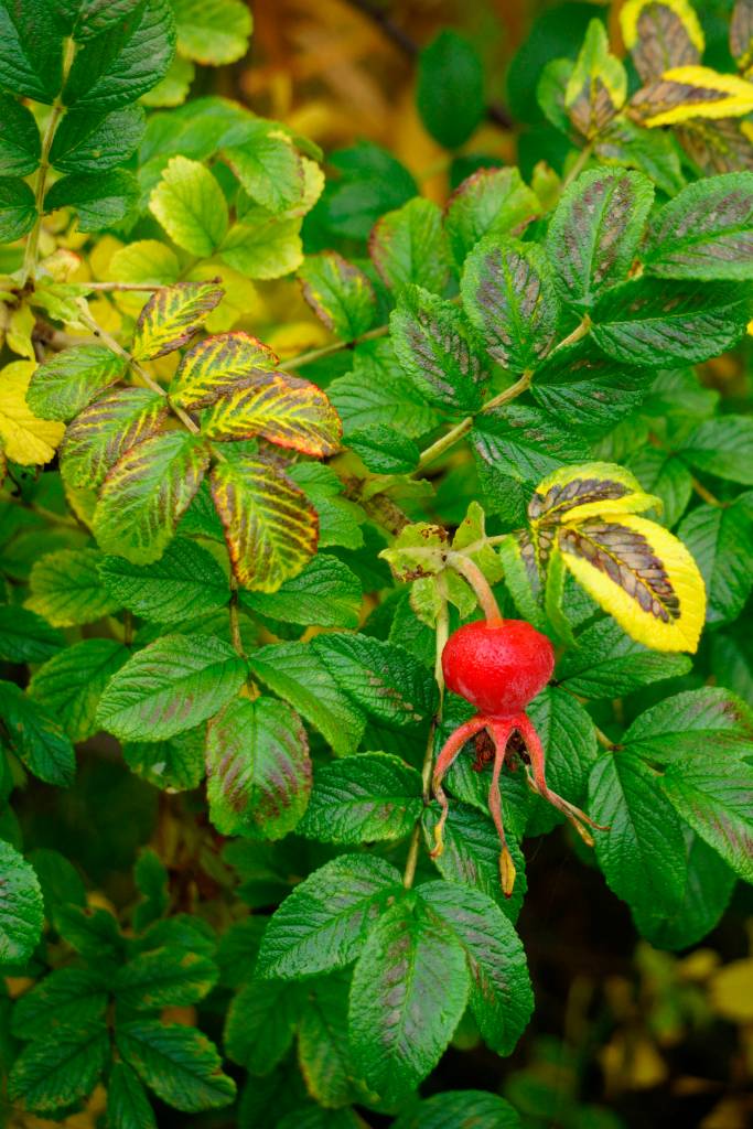 A Sitka rose bush has begun to change colors in this photograph taken at the Homer News in Homer, Alaska, on Oct. 5, 2018. (Photo by Michael Armstrong/Homer News)