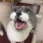 Pet of the Week: Silver