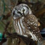 Who gives a hoot? Many of our local owls, that’s who