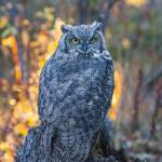 Who gives a hoot? Many of our local owls, that’s who