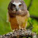 Who gives a hoot? Many of our local owls, that’s who