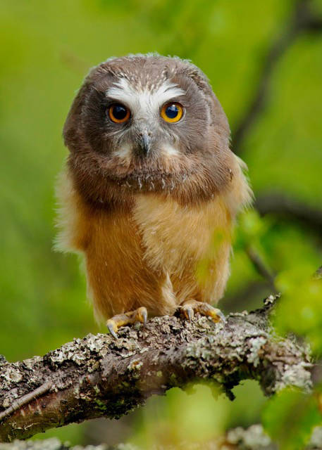 Who gives a hoot? Many of our local owls, that’s who