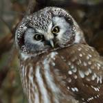 Who gives a hoot? Many of our local owls, that’s who