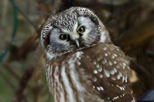 Who gives a hoot? Many of our local owls, that’s who