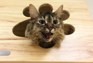 Pet of the Week: Kita