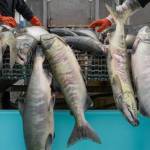 Chum salmon are loaded into a tote at Alaska Glacier Seafoods in this Juneau Empire file photo. (Michael Penn | Juneau Empire)
