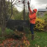 Bravo! Lynn Temple gets the job of moose protection done sooner rather than later in this photo taken Oct. 21, 2018, in Homer, Alaska. Be thinking about this; the moose are in evidence in this neighborhood, having been missing most of the summer. (Photo by Rosemary Fitzpatrick)