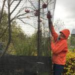 Bravo! Lynn Temple gets the job of moose protection done sooner rather than later in this photo taken Oct. 21, 2018, in Homer, Alaska. Be thinking about this; the moose are in evidence in this neighborhood, having been missing most of the summer. (Photo by Rosemary Fitzpatrick)