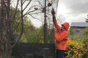 Bravo! Lynn Temple gets the job of moose protection done sooner rather than later in this photo taken Oct. 21, 2018, in Homer, Alaska. Be thinking about this; the moose are in evidence in this neighborhood, having been missing most of the summer. (Photo by Rosemary Fitzpatrick)