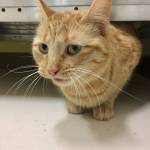 Pet of the Week: Olive