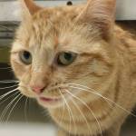 Pet of the Week: Olive