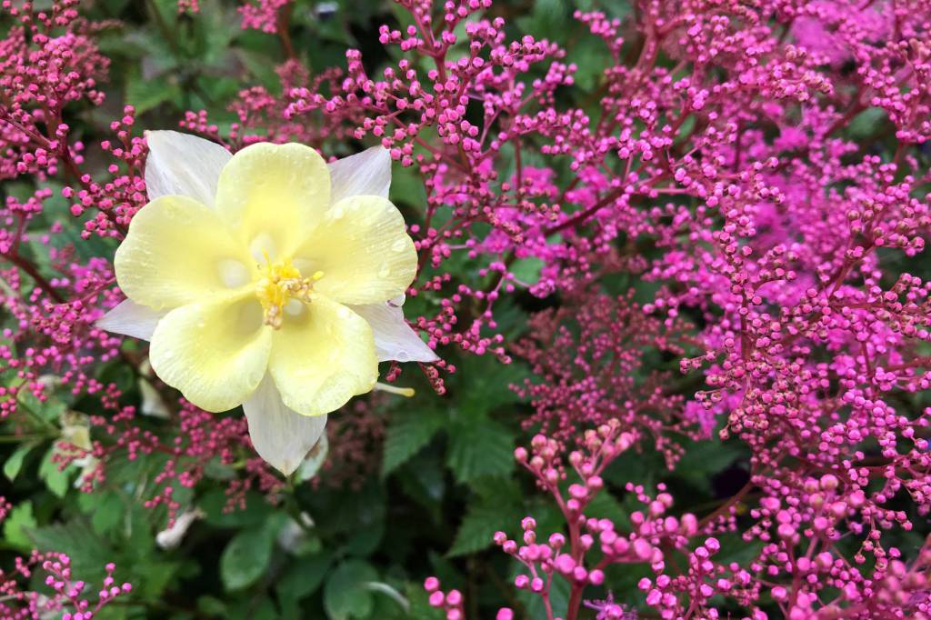 Kachemak Gardener: Until next year