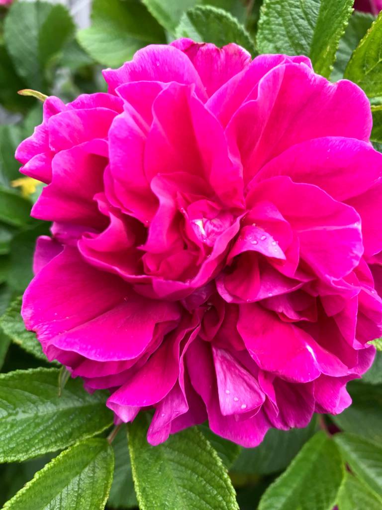 Kachemak Gardener: Until next year