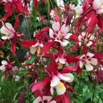 Kachemak Gardener: Until next year