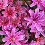 Kachemak Gardener: Until next year