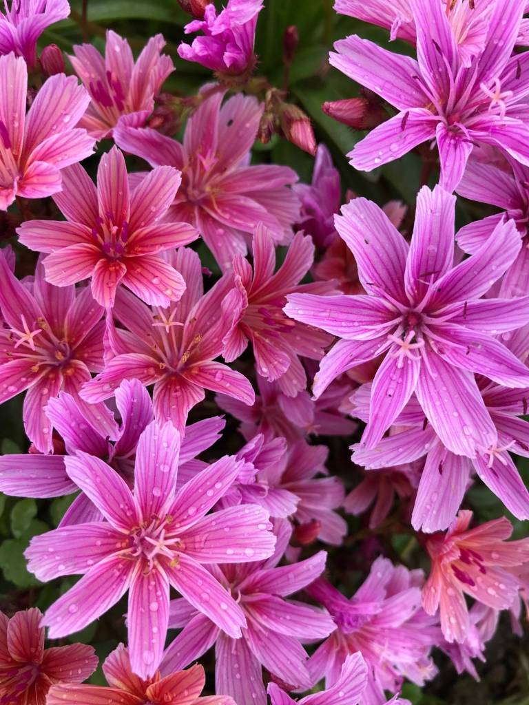 Kachemak Gardener: Until next year