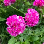 Kachemak Gardener: Until next year