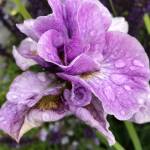 Kachemak Gardener: Until next year