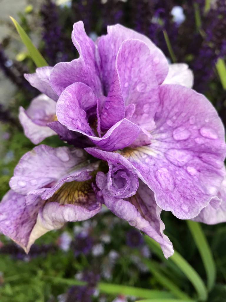 Kachemak Gardener: Until next year