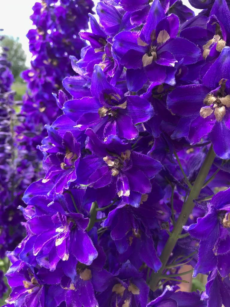 Kachemak Gardener: Until next year