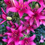 Kachemak Gardener: Until next year